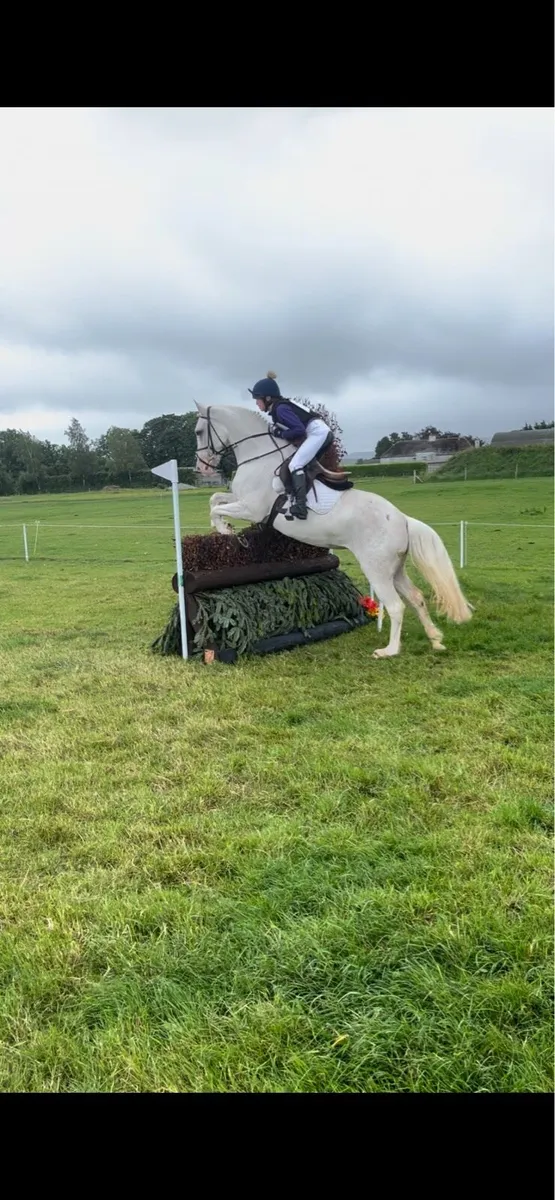 THE ULITMATE JUNIOR/SENIOR PONY CLUB DREAM - Image 4