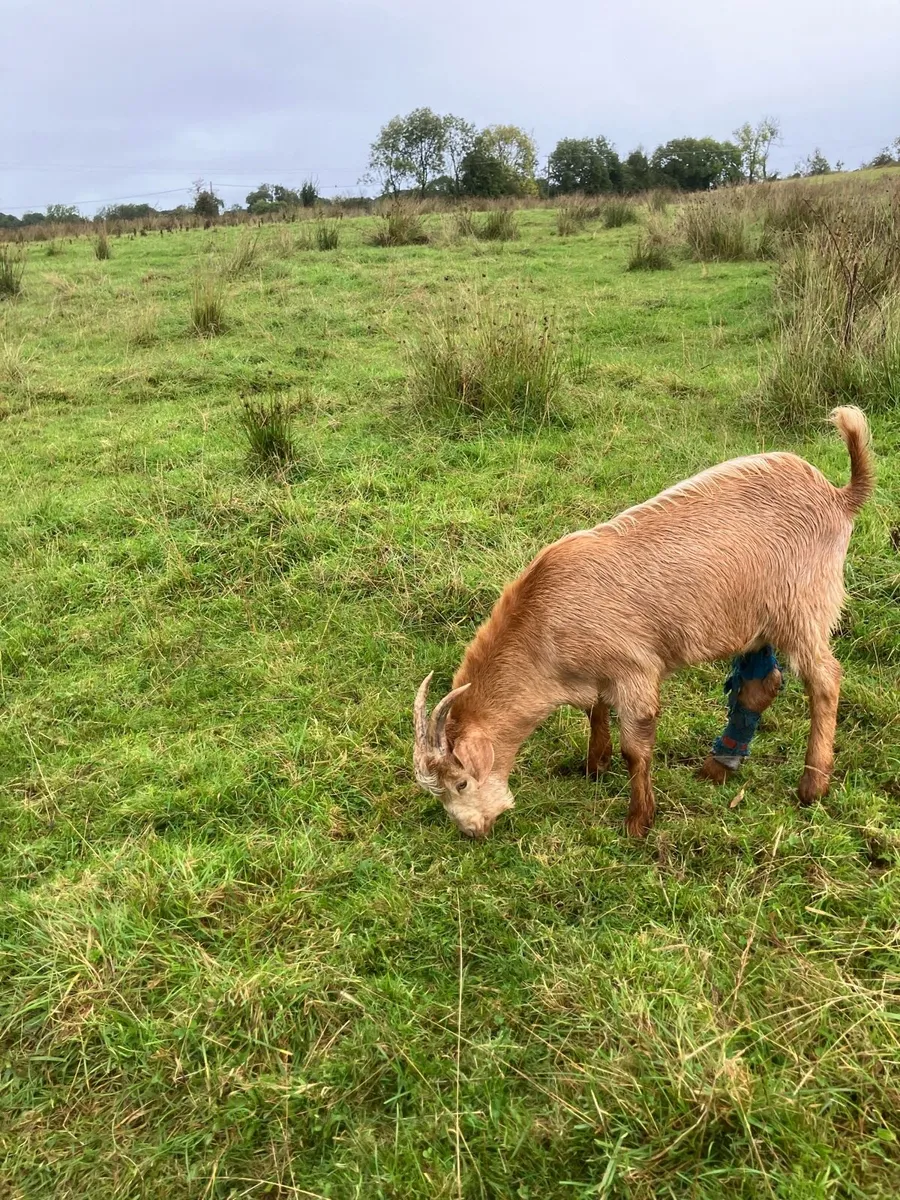 Goats - Image 1