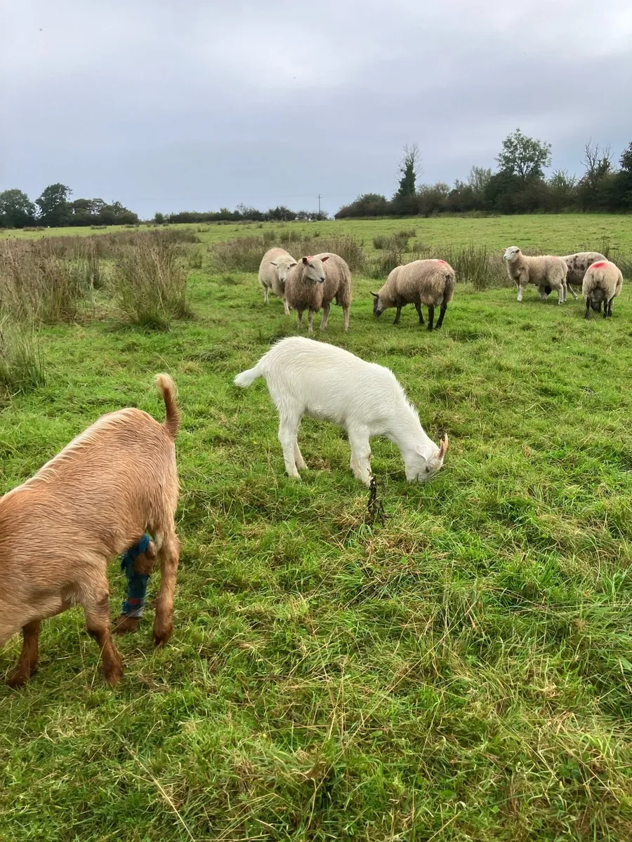 Goats - Image 2