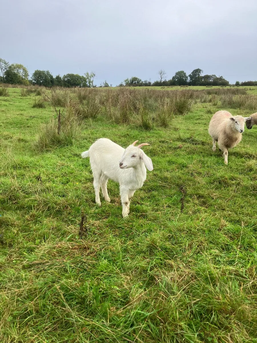 Goats - Image 3