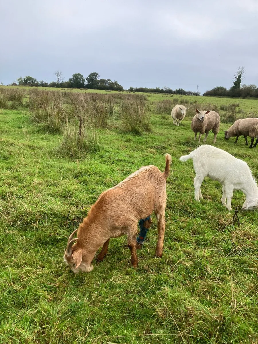 Goats - Image 4