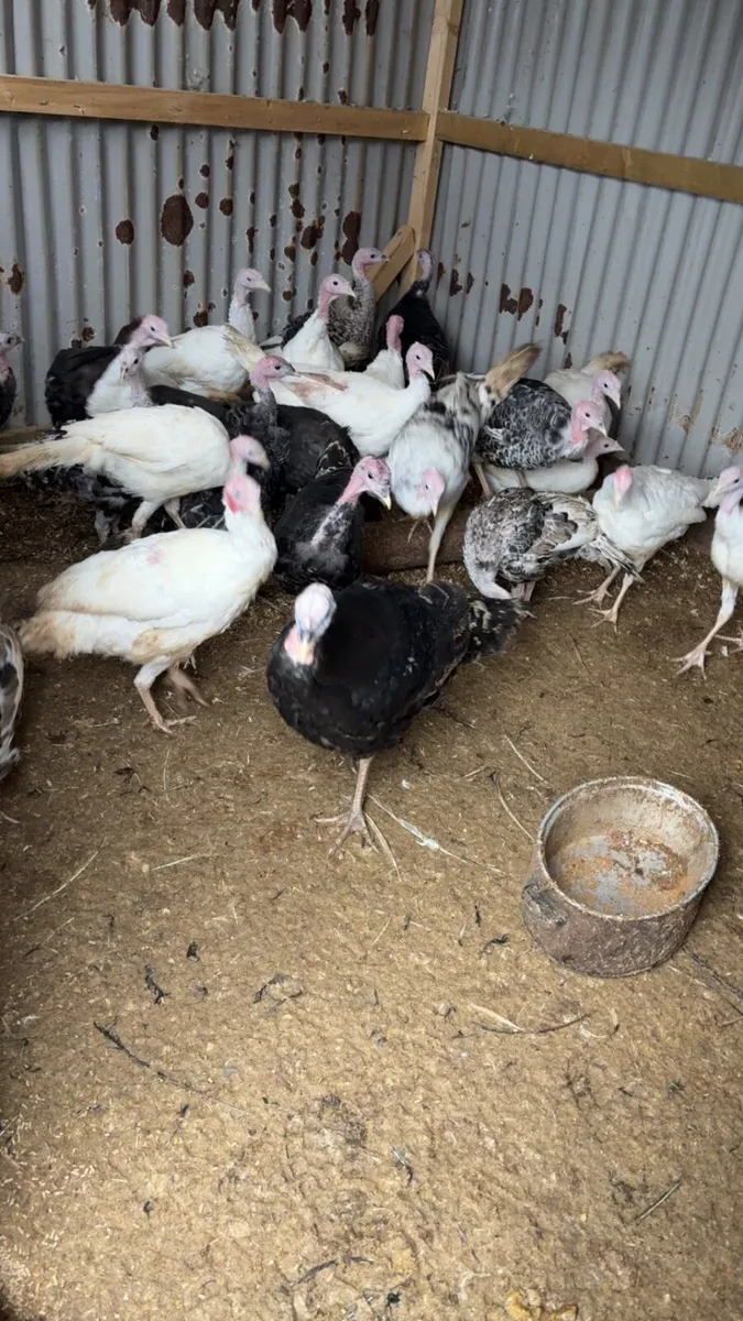 Turkeys