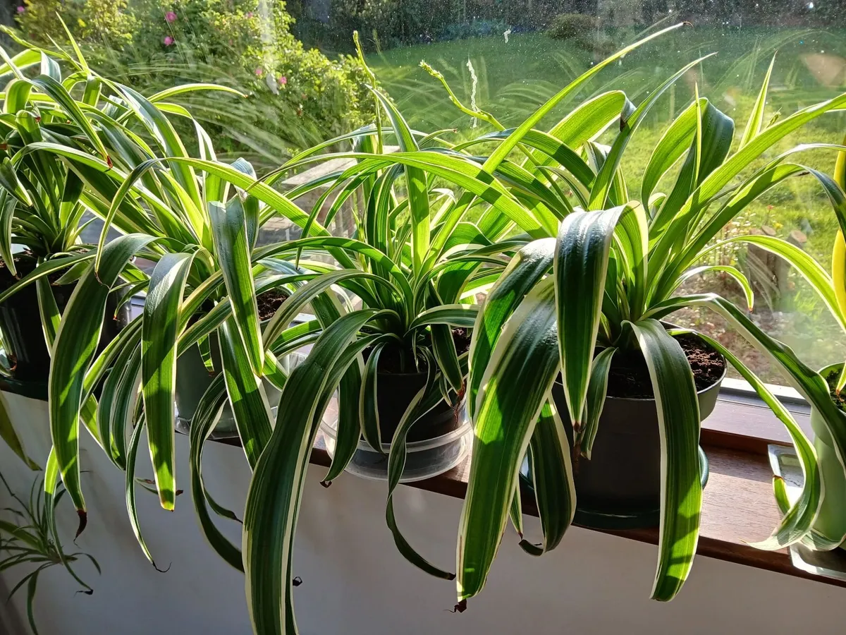 Large spider plants - Image 1