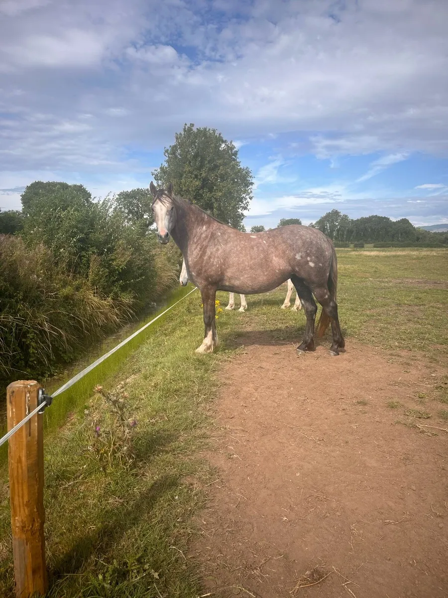 3 yo Irish draught filly - Image 1