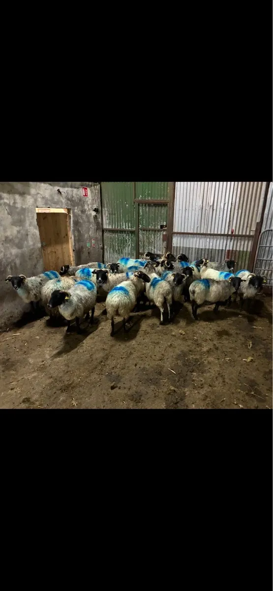 Young Organic ewes - Image 1
