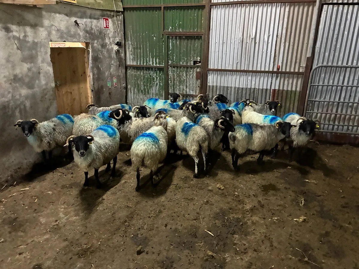 Young Organic ewes - Image 2