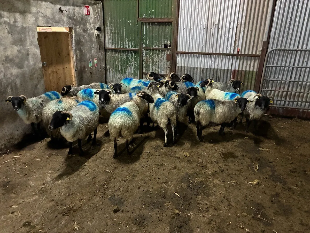 Young Organic ewes - Image 3