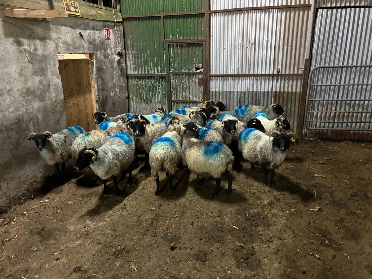Young Organic ewes - Image 4
