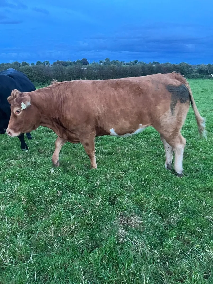 springers - Image 3