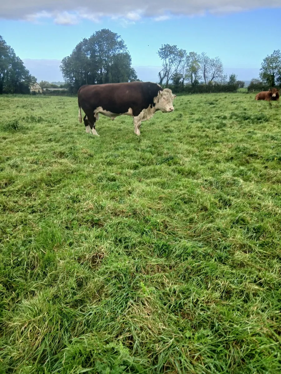 Pedigree Hereford Bull - Image 2