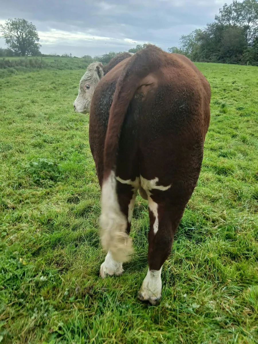 Pedigree Hereford Bull - Image 3