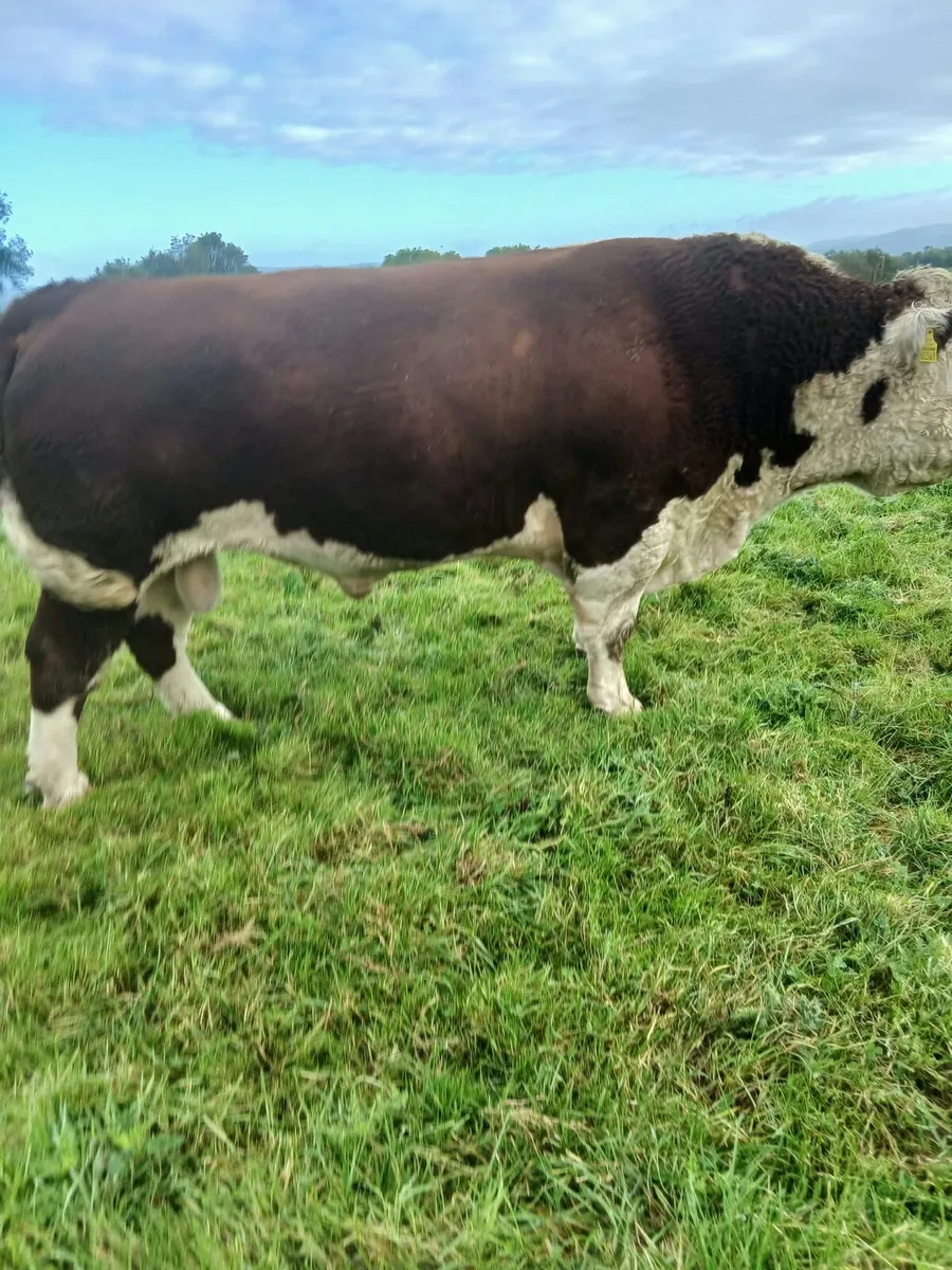 Pedigree Hereford Bull - Image 1