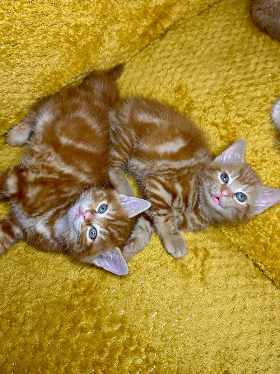 Beautiful ginger and Creamy Kittens - Image 1