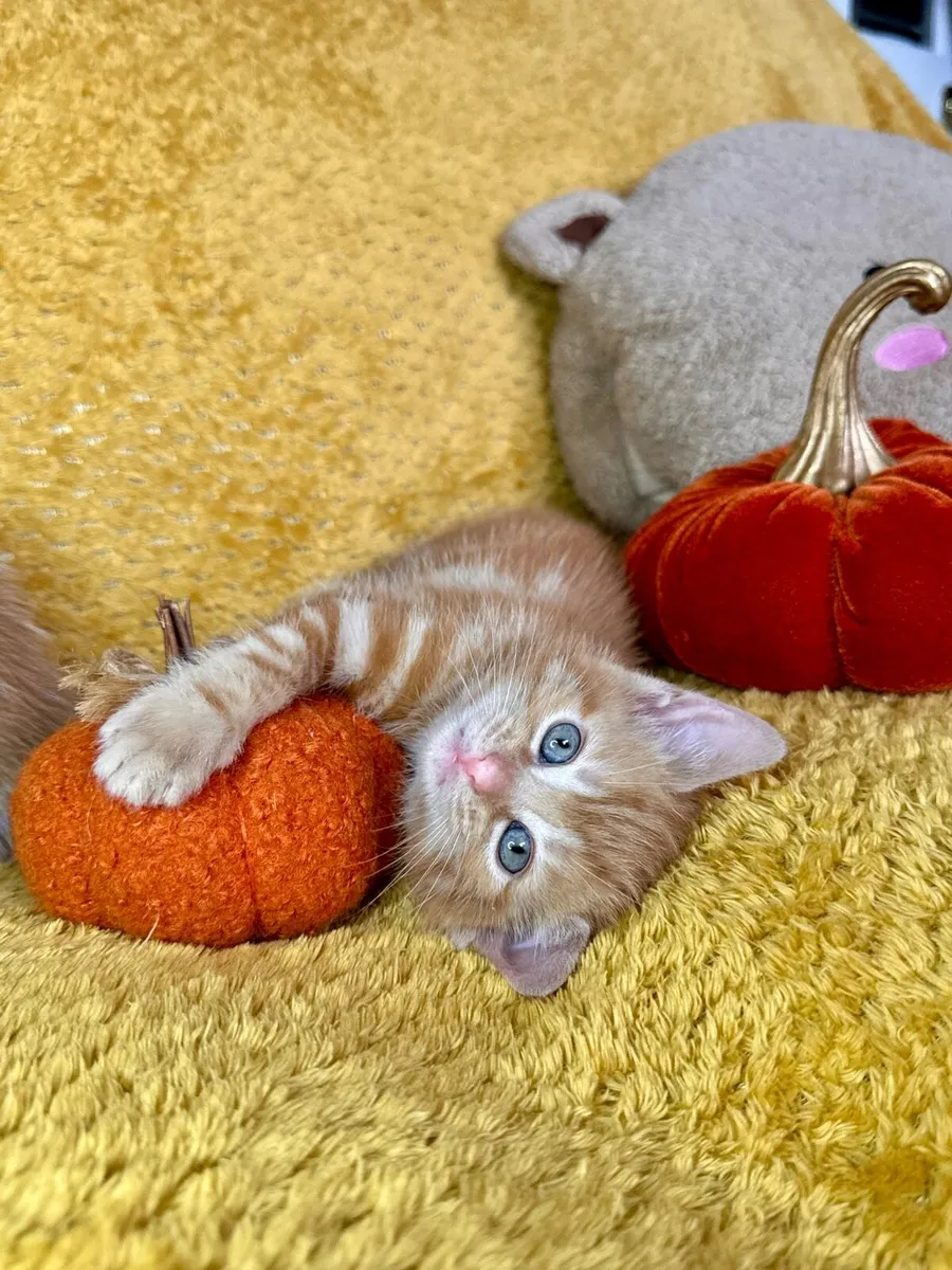 Beautiful ginger and Creamy Kittens - Image 2