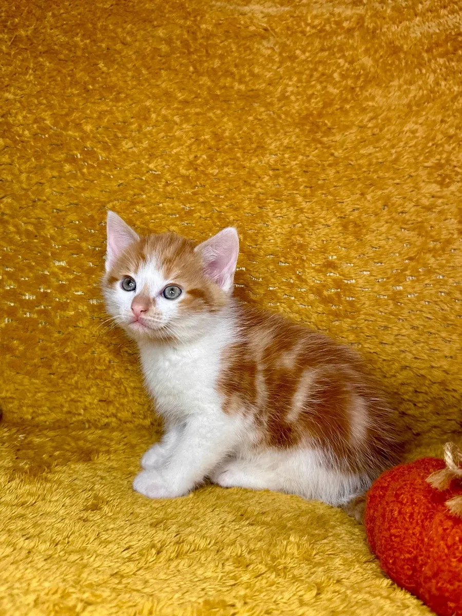 Beautiful ginger and Creamy Kittens - Image 3
