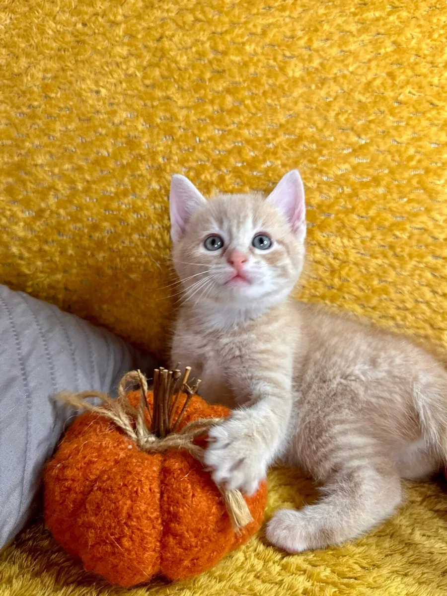 Beautiful ginger and Creamy Kittens - Image 4