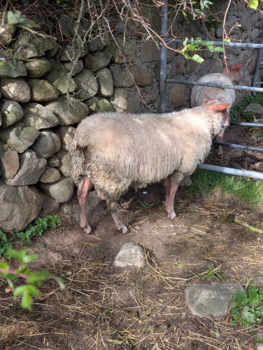 Sheep - Image 1