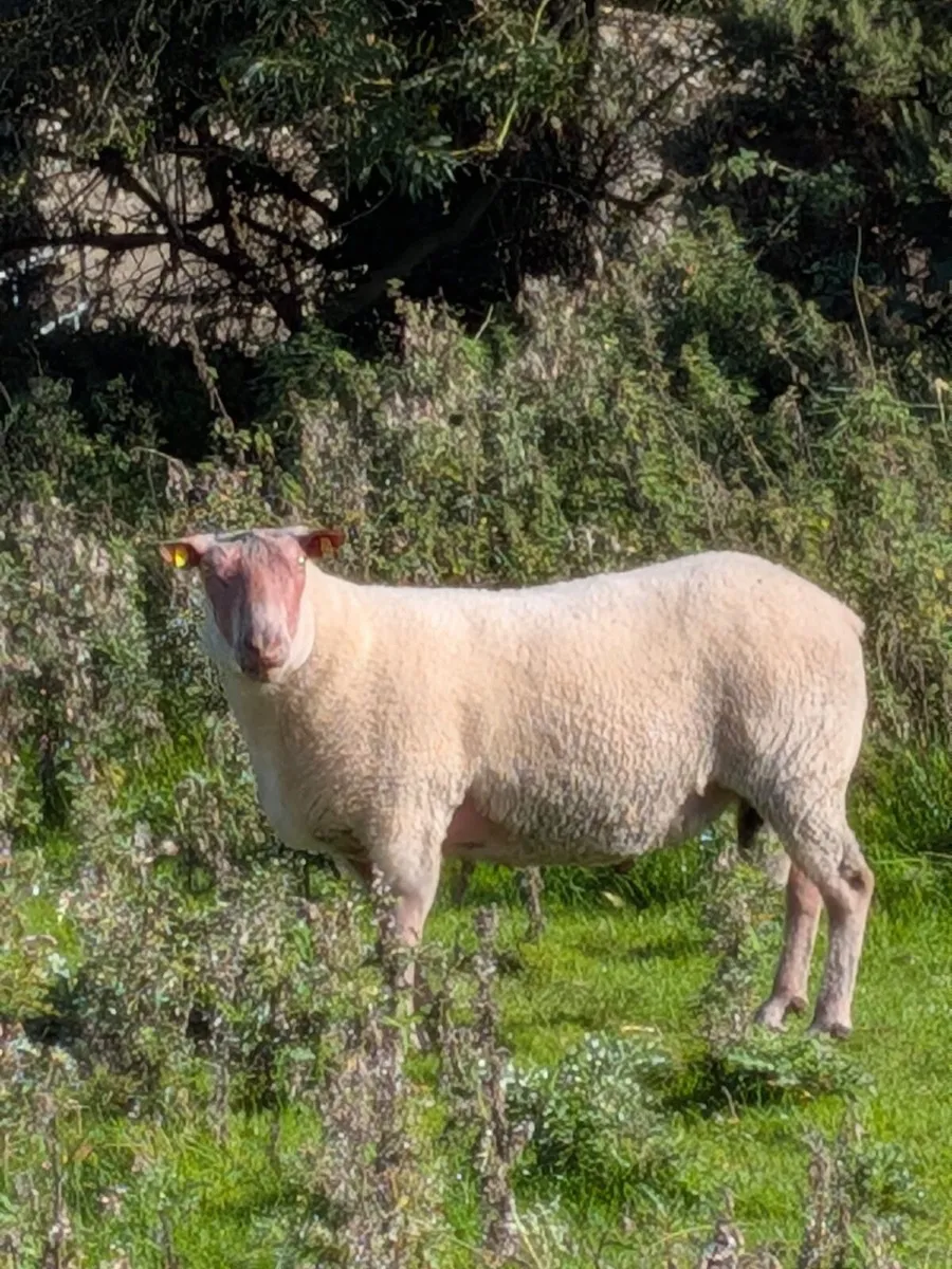 Sheep - Image 2