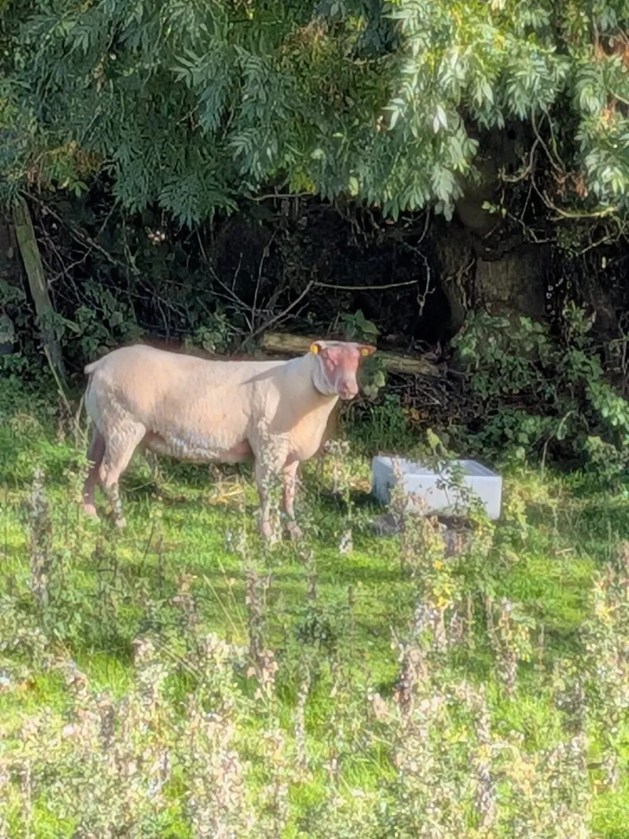 Sheep - Image 3