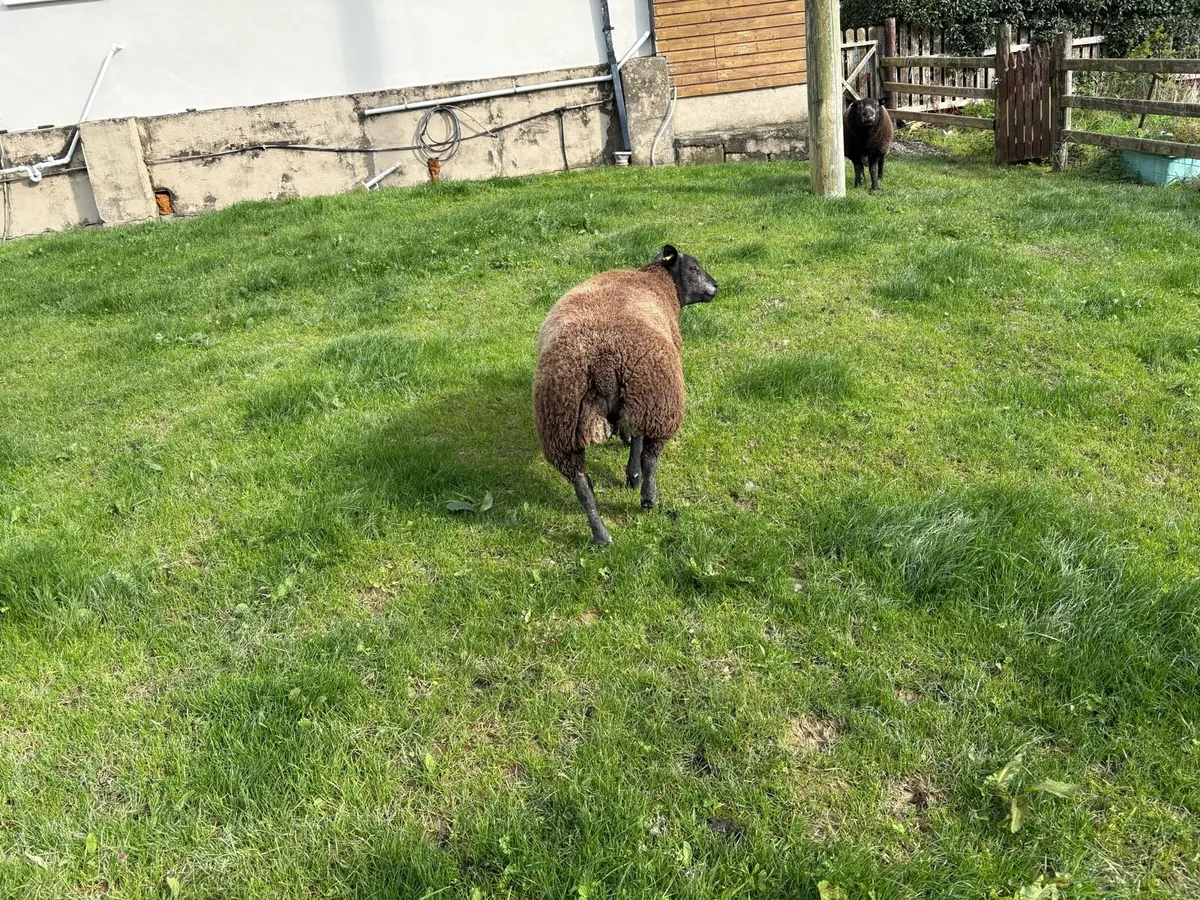 Sheep - Image 1