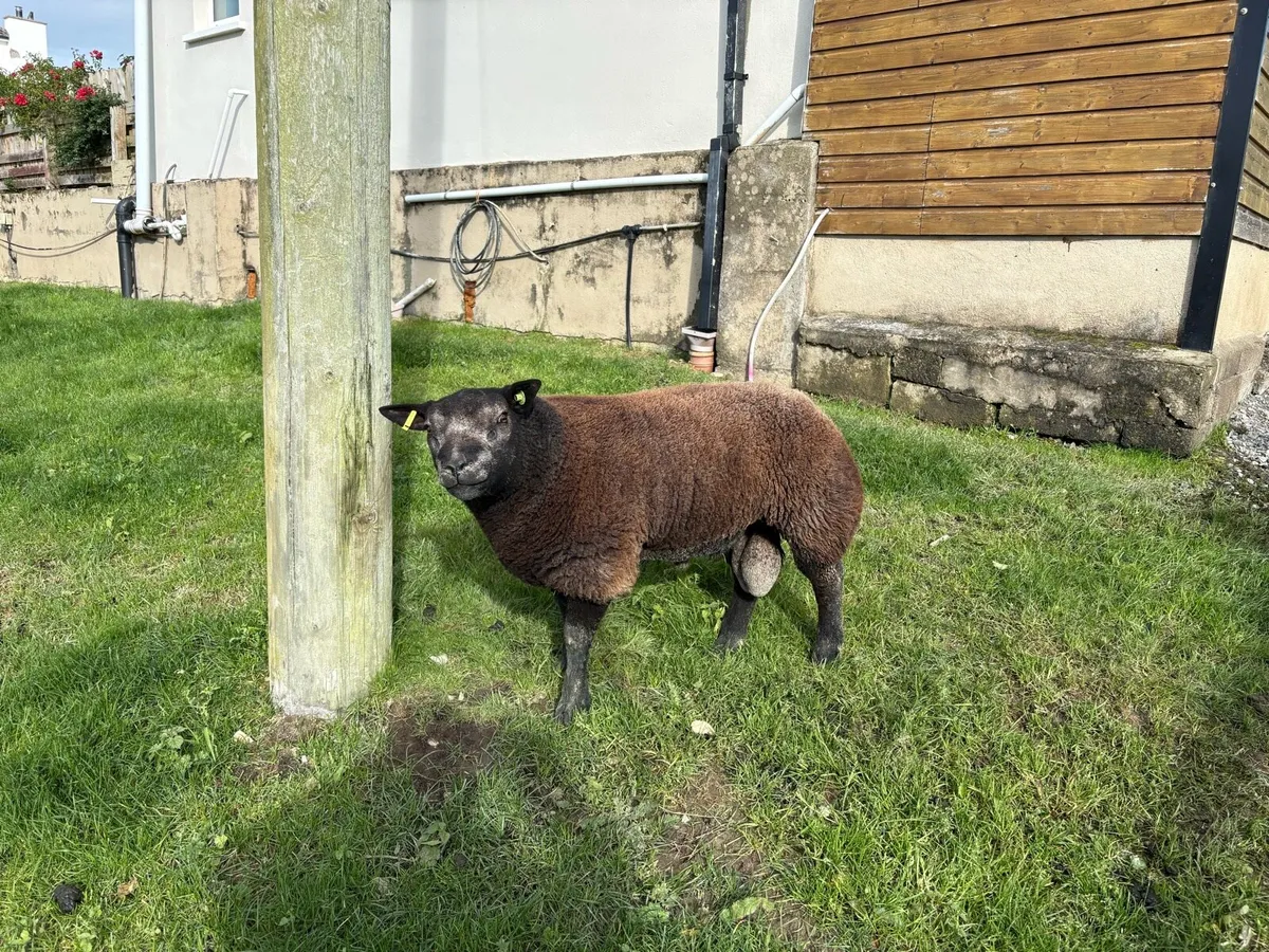 Sheep - Image 2