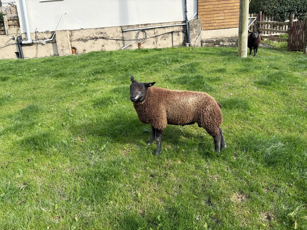 Sheep - Image 3