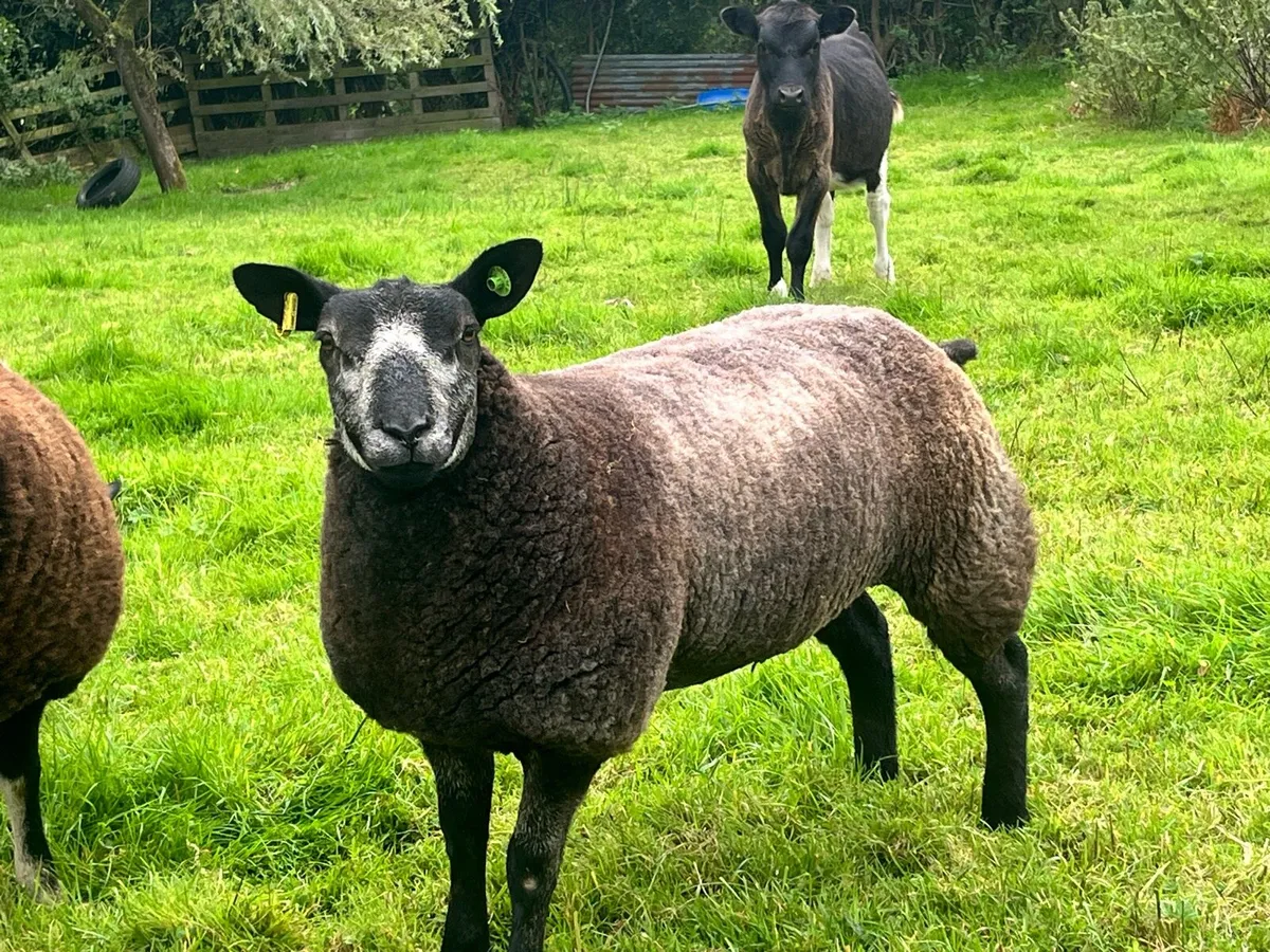 Sheep - Image 4