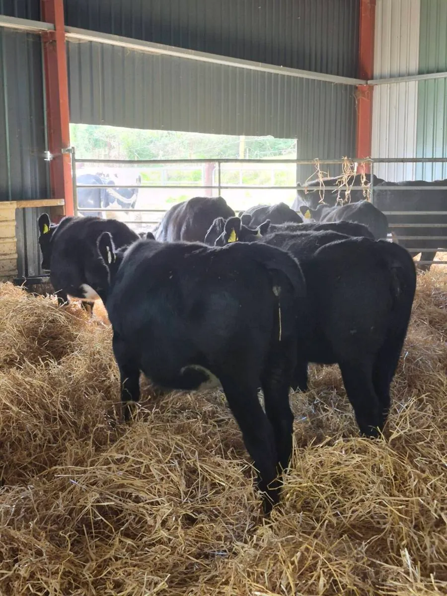Angus weanling Heifers - Image 1