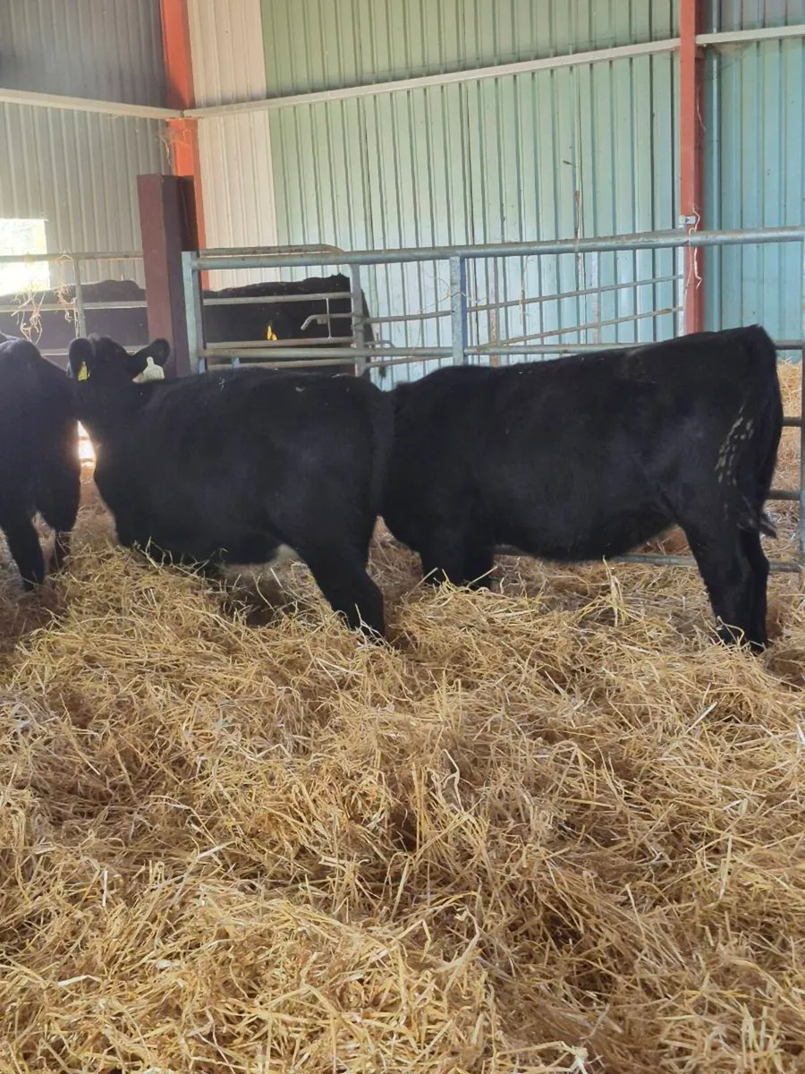 Angus weanling Heifers - Image 2