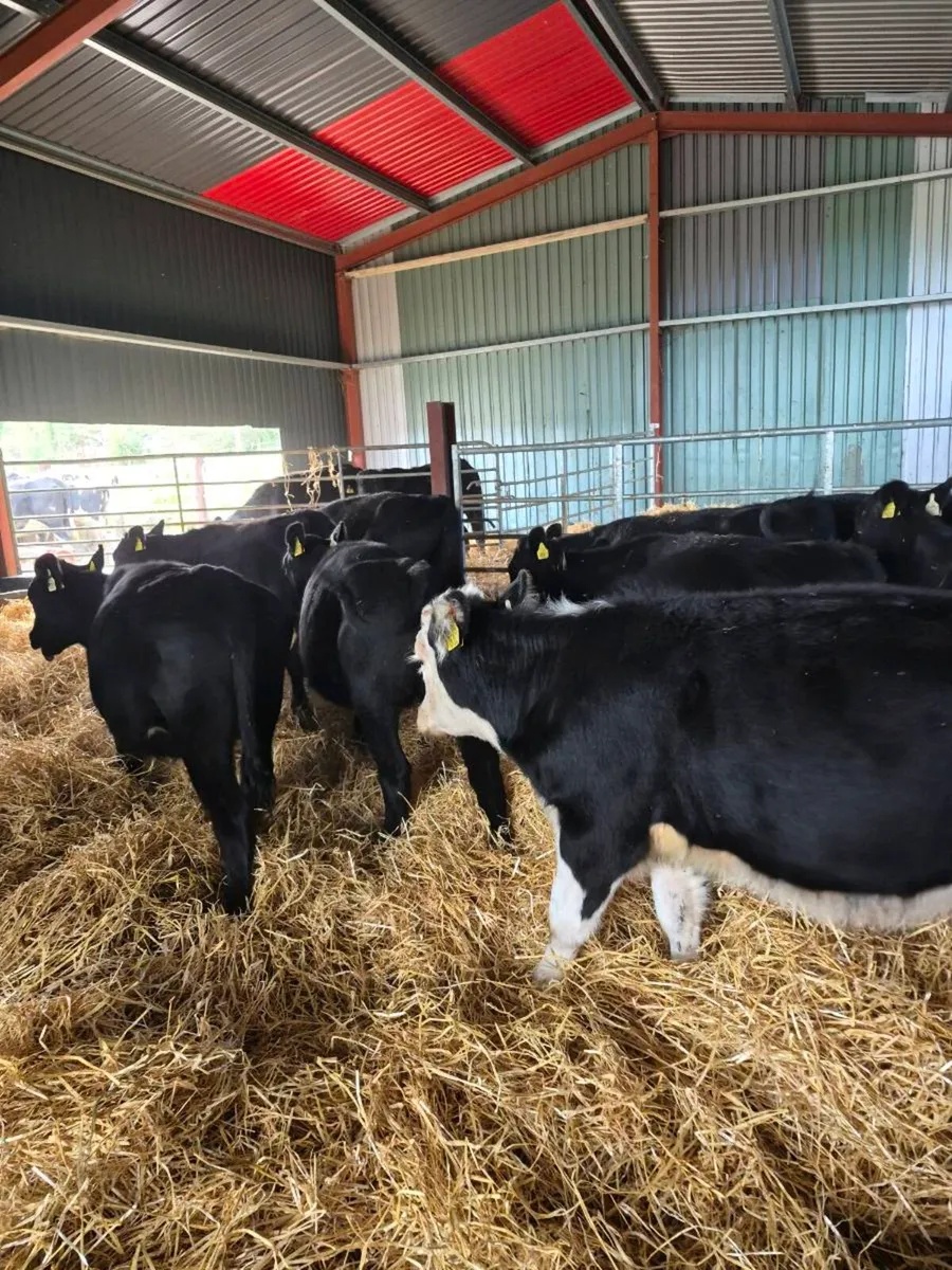 Angus weanling Heifers - Image 3