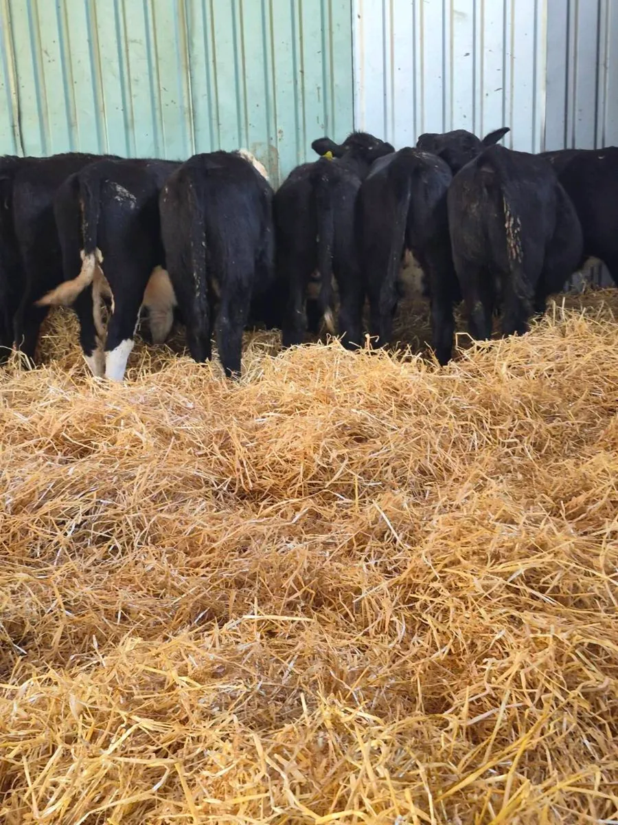 Angus weanling Heifers - Image 4