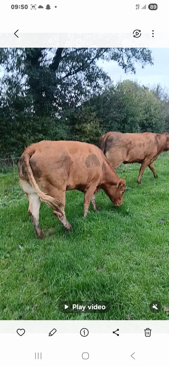 Top class heifers calving Jan - Image 1