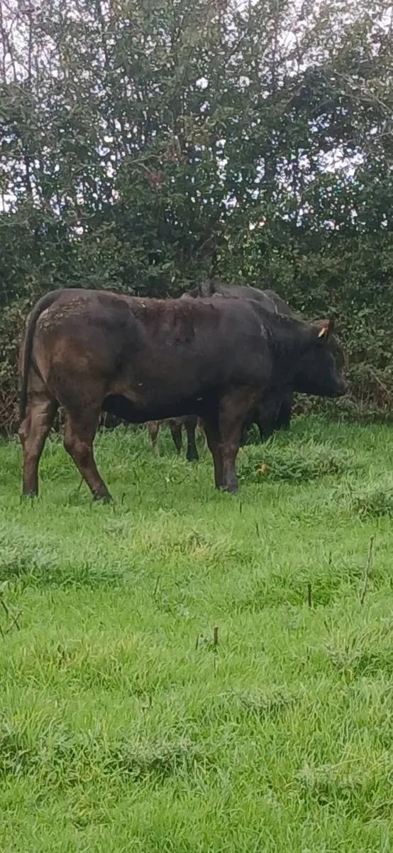 Top class heifers calving Jan - Image 2