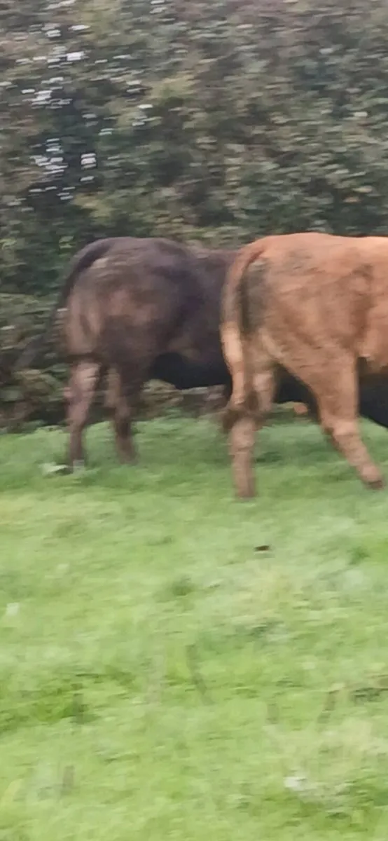 Top class heifers calving Jan - Image 3