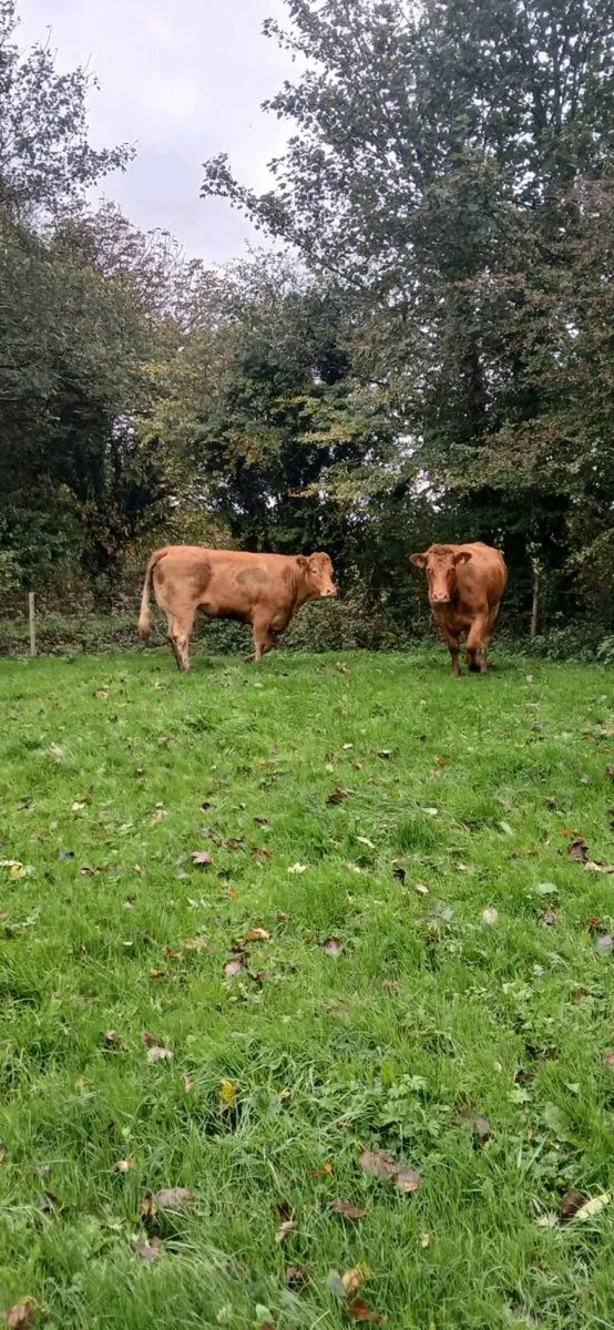 Top class heifers calving Jan - Image 4