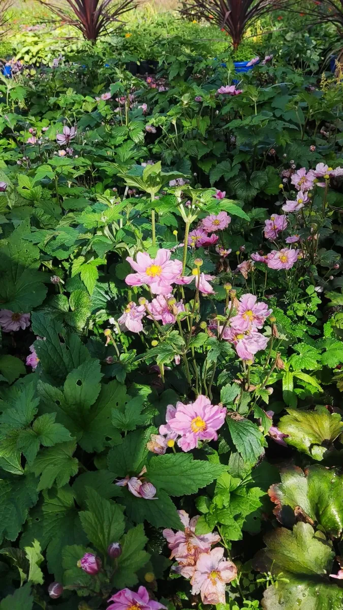 Herbaceous Perennials in 3 litre just  7.50 euro - Image 3