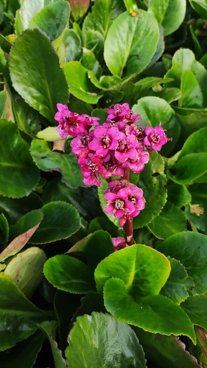 Herbaceous Perennials in 3 litre just  7.50 euro - Image 2