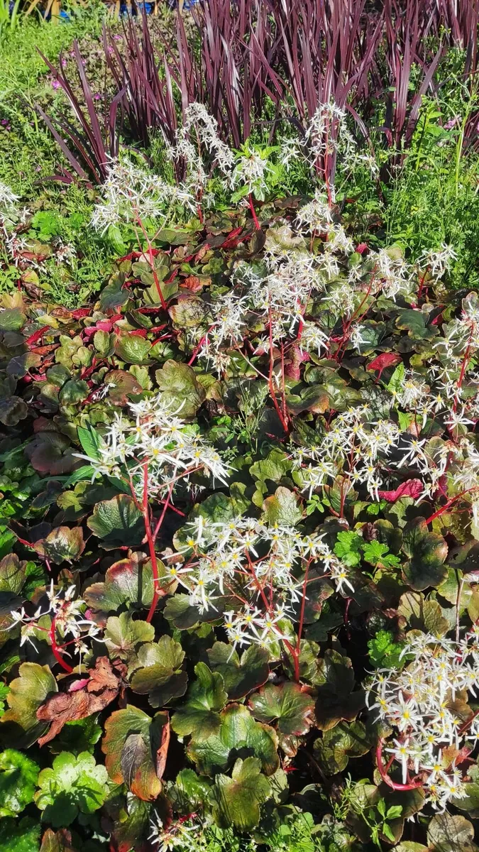 Herbaceous Perennials in 3 litre just  7.50 euro - Image 1