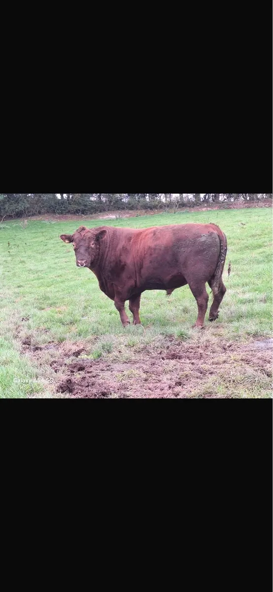 Red Angus bull - Image 3