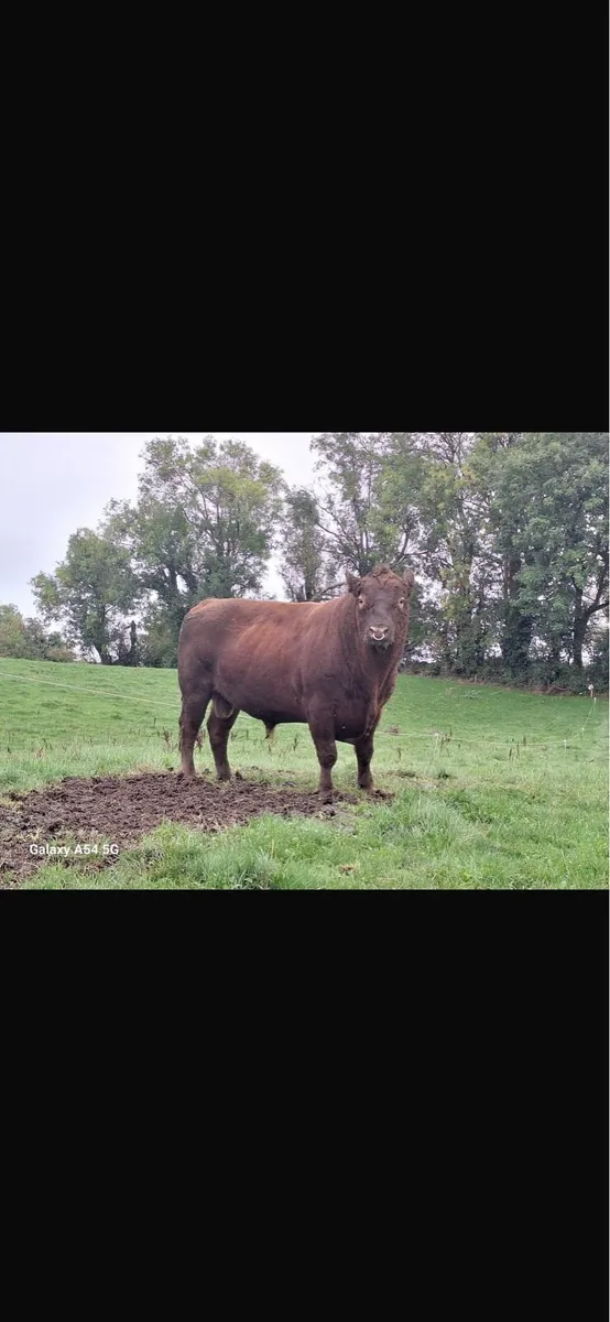 Red Angus bull - Image 1