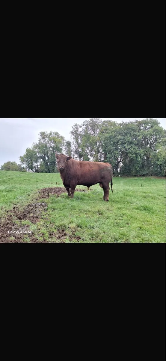 Red Angus bull - Image 2