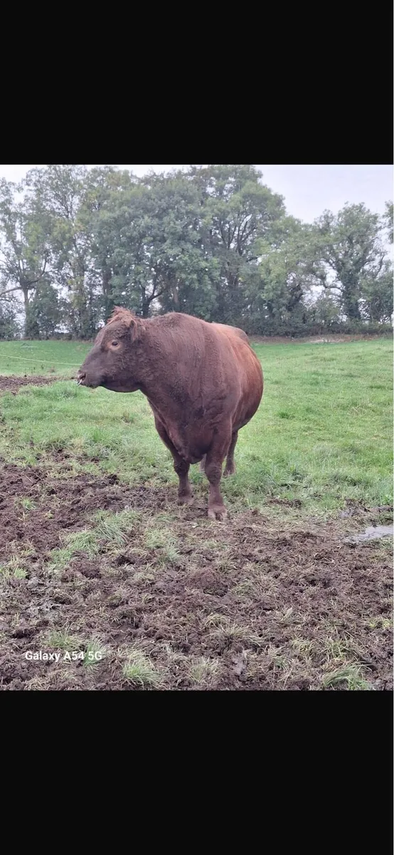 Red Angus bull - Image 4
