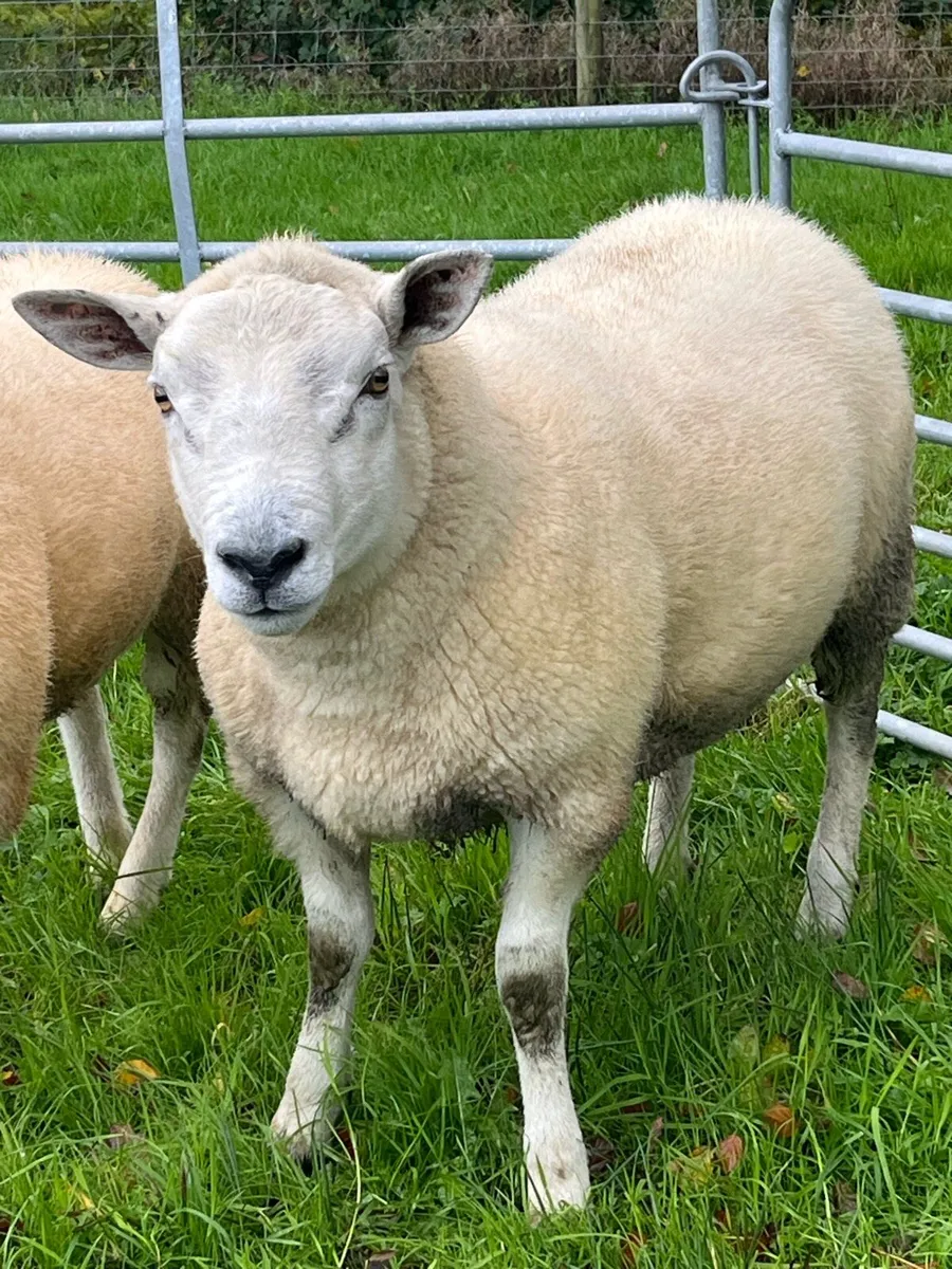 Texel hogget rams - Image 1