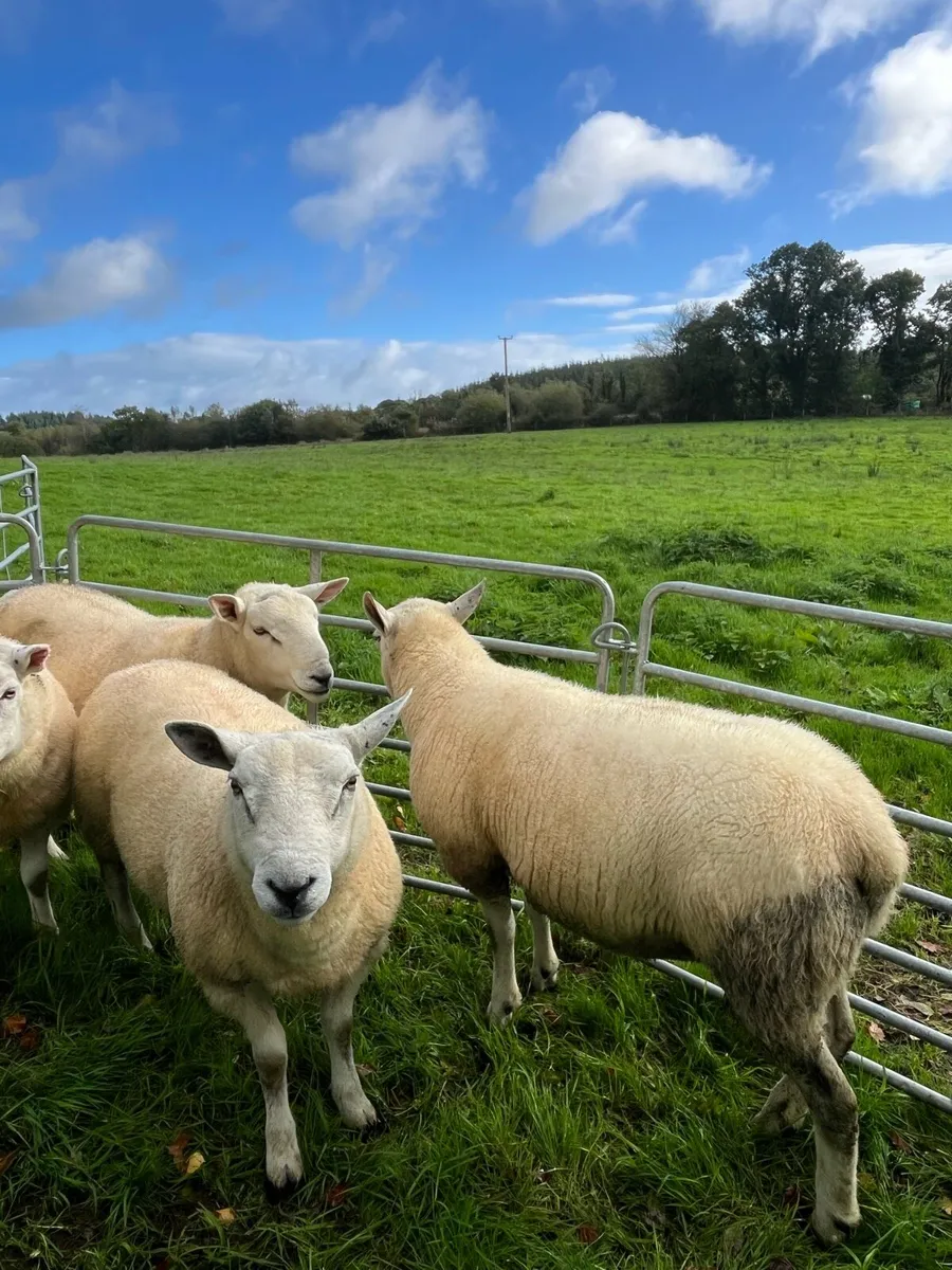Texel hogget rams - Image 4