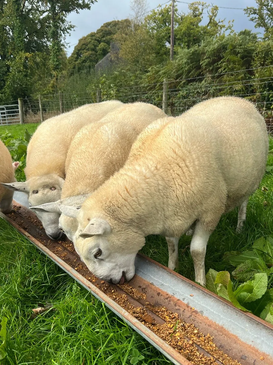 Texel hogget rams - Image 2