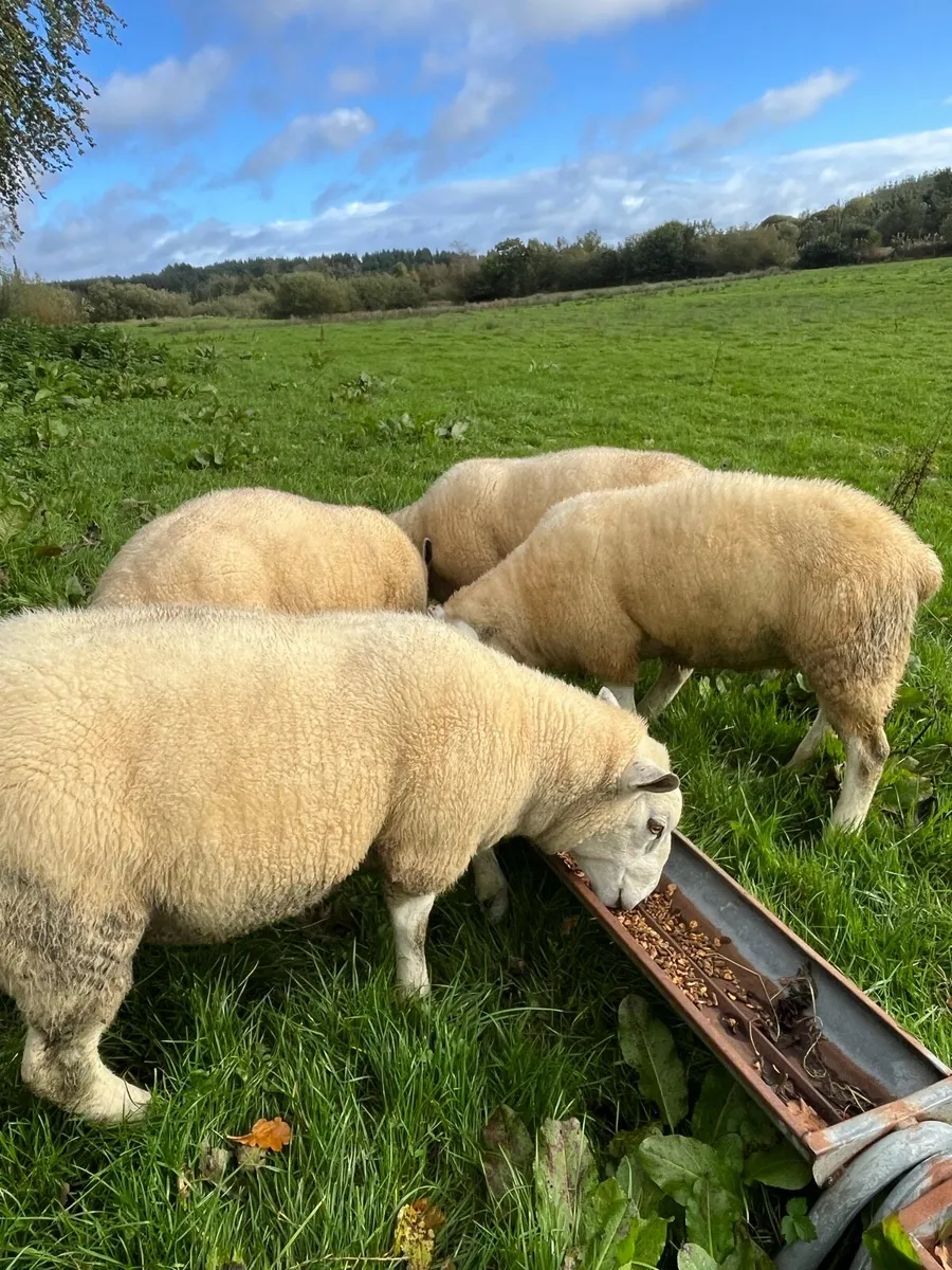 Texel hogget rams - Image 3