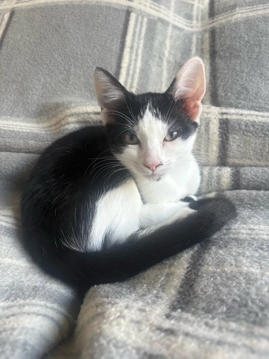 Kitten - Image 1
