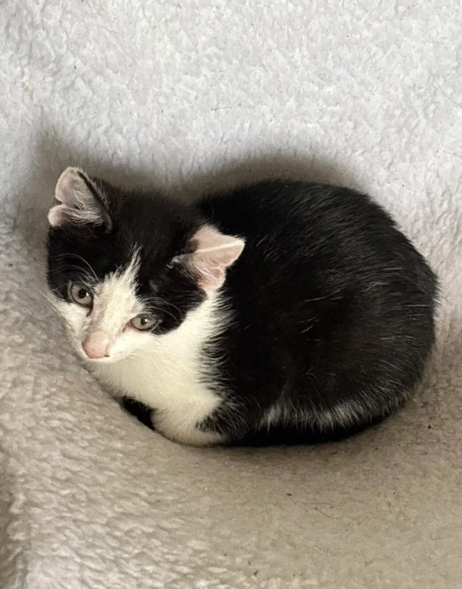 Kitten - Image 2