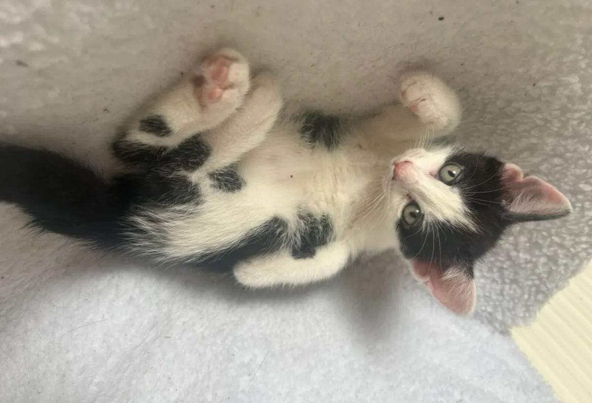 Kitten - Image 3