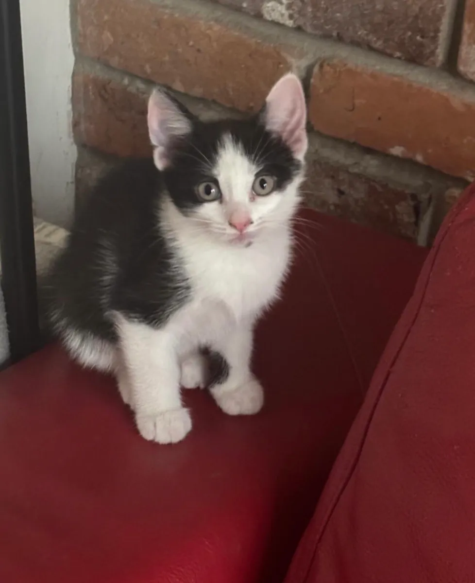 Kitten - Image 4
